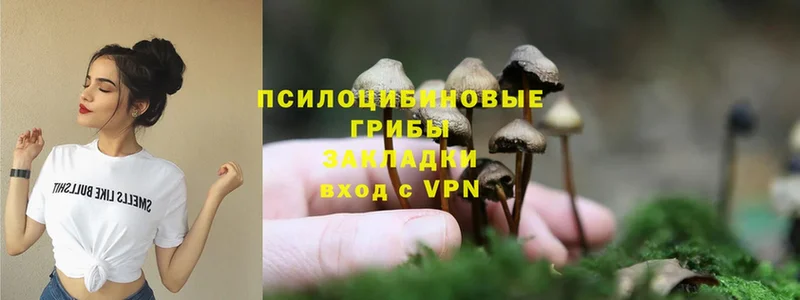 Галлюциногенные грибы Magic Shrooms  купить закладку  Киреевск 